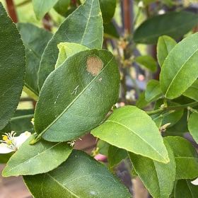 Photo of the plant species Key Lime Tree by @HardyMullein20 named Hamilton on Greg, the plant care app