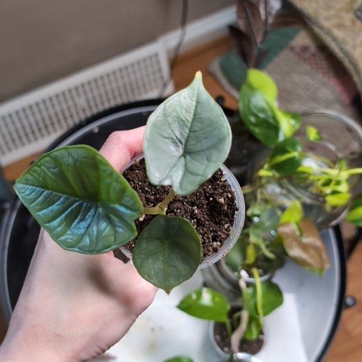 Photo of the plant species Alocasia Bisma Silver by @PeakViolet55 named Galadriel on Greg, the plant care app