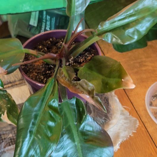 Photo of the plant species Philodendron 'Black Cardinal' by @PeakViolet55 named Gerard on Greg, the plant care app