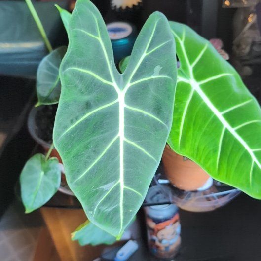 Photo of the plant species Alocasia Frydek by @PeakViolet55 named Fry guy on Greg, the plant care app
