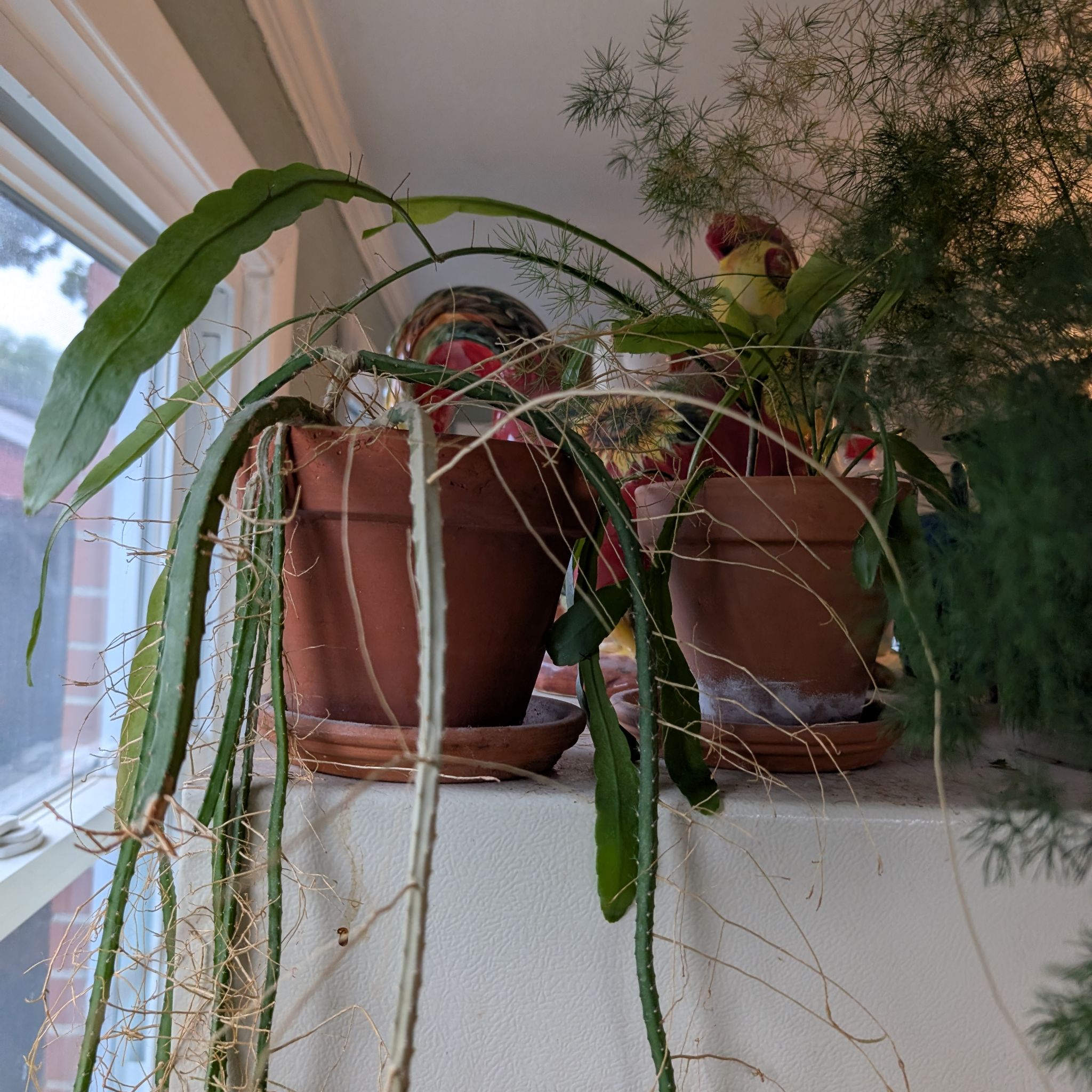 Photo of the plant species Moonlight Cactus by @PeakViolet55 named Stick on Greg, the plant care app