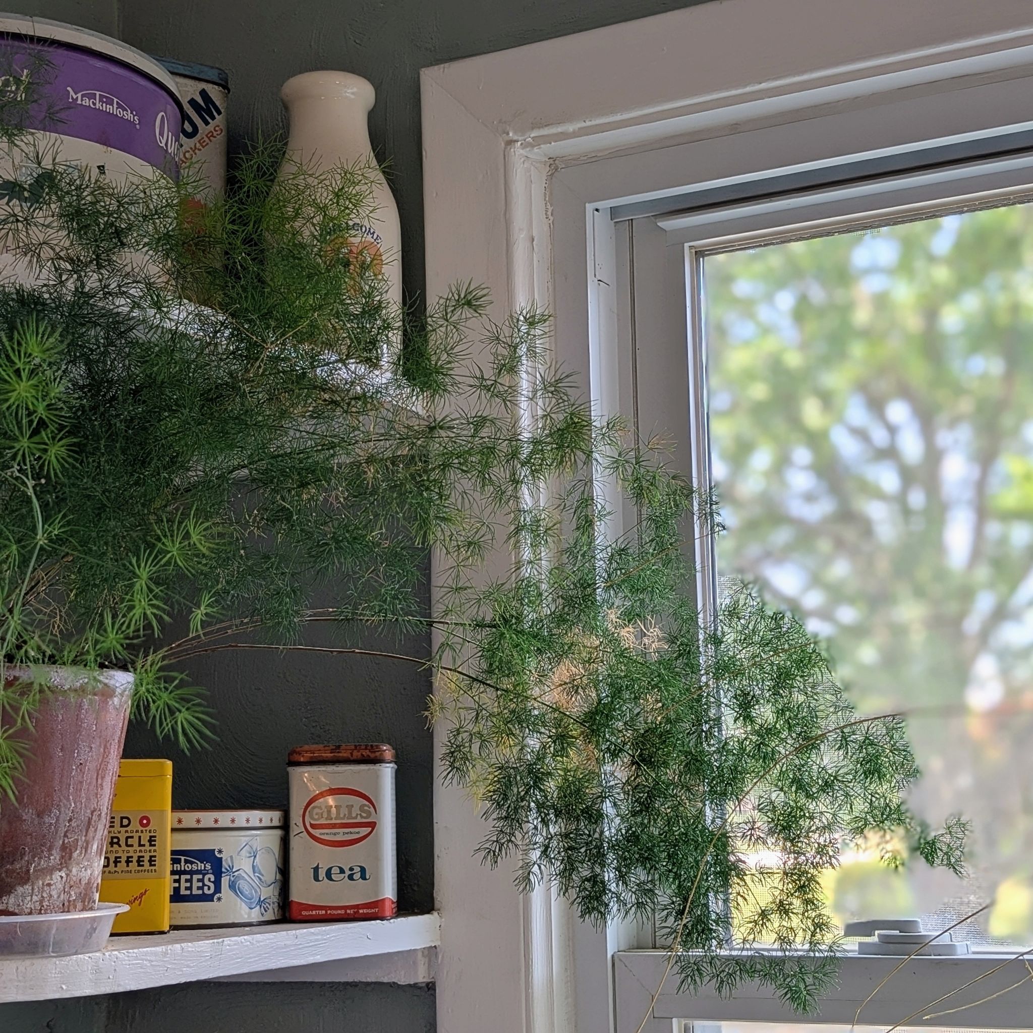 Photo of the plant species Ming Fern by @PeakViolet55 named Li on Greg, the plant care app