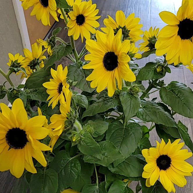 Photo of the plant species Sunfinity Sunflower by @VocalPlumtree18 named Sunni Delight on Greg, the plant care app