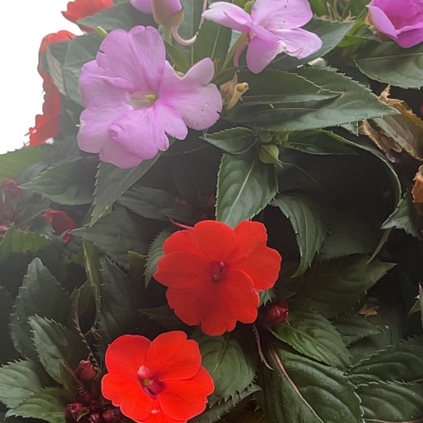 Photo of the plant species SunPatiens by @LavishSalsa2 named Outdoors on Greg, the plant care app