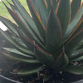 Photo of the plant species Agave Blue Glow by @LavishSalsa2 named Diana on Greg, the plant care app