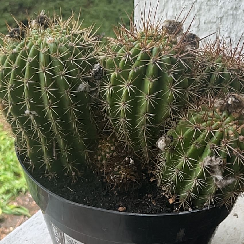 Photo of the plant species Trichocereus grandiflorus Hybrid by @LavishSalsa2 named Sherlock on Greg, the plant care app