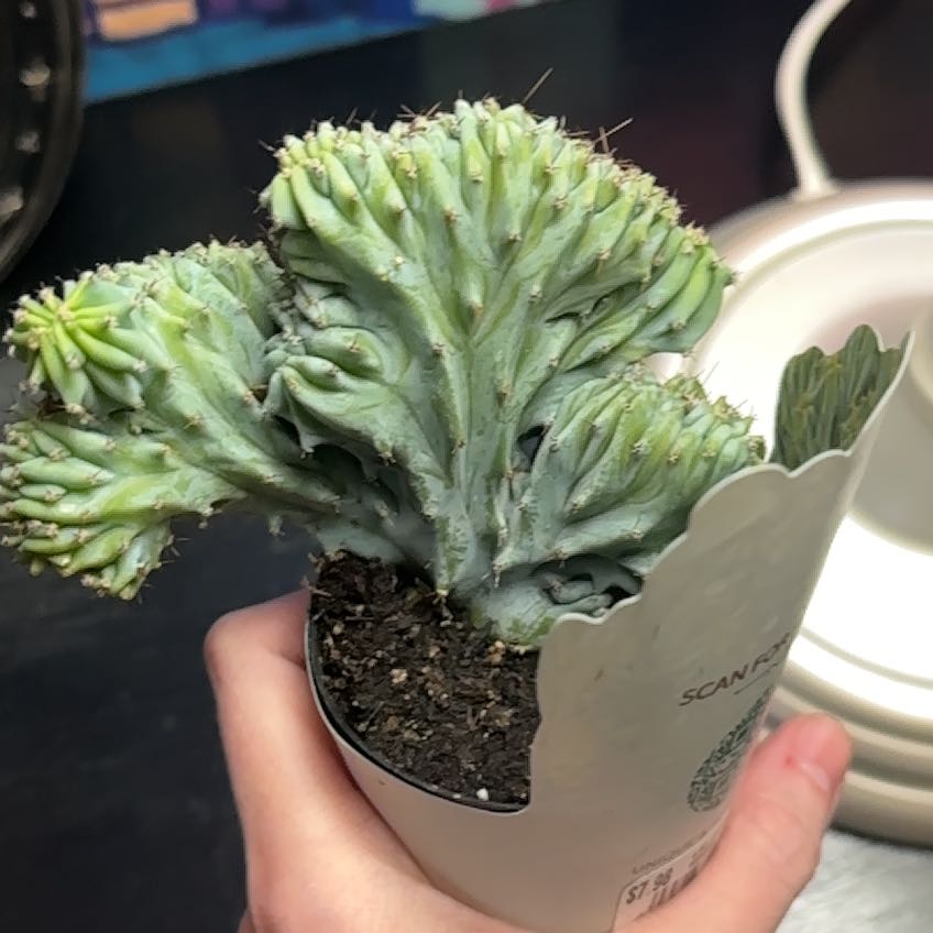 Photo of the plant species Myrtillocactus Crest 'Indigo wave' by @MindfulMahoe64 named Wayne on Greg, the plant care app