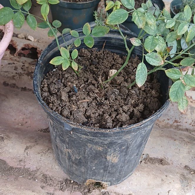 Photo of the plant species Arabian Pea by @TryRosemoss24 named Sigmund on Greg, the plant care app