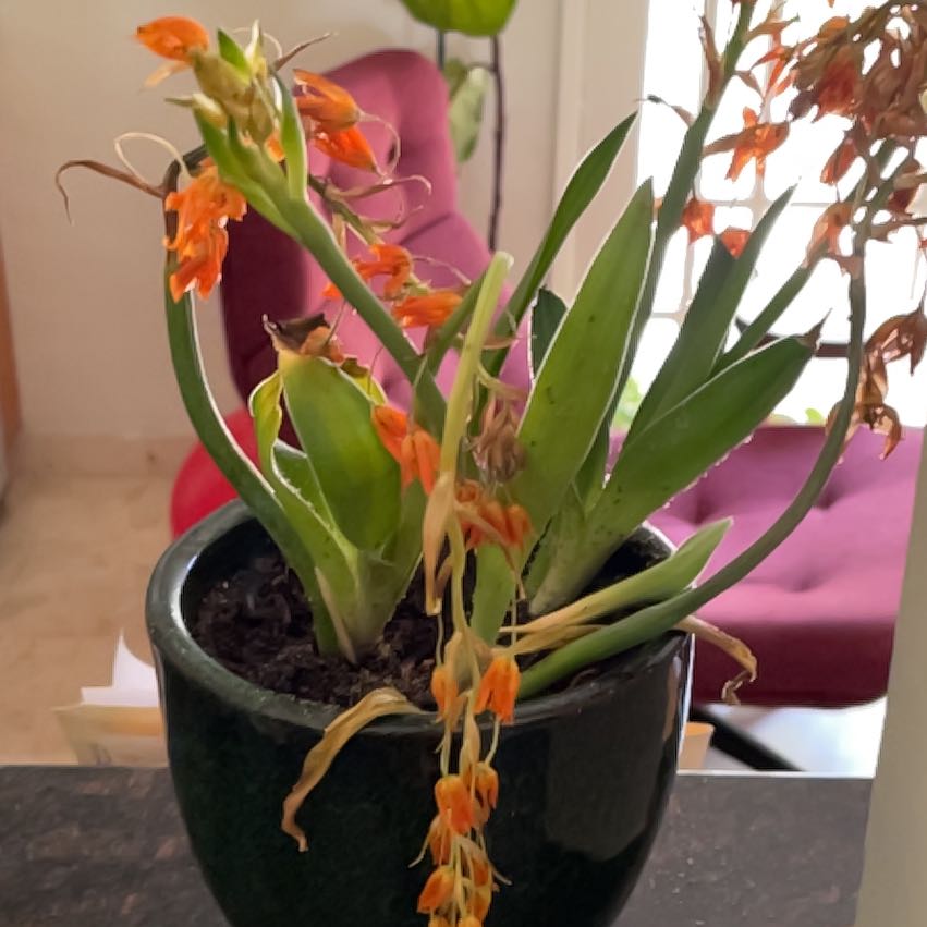 Photo of the plant species Orange Sun Star by @FestalMastic43 named Figyonce on Greg, the plant care app