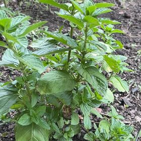 Photo of the plant species Mint by @UberAlbo4 named Lola on Greg, the plant care app