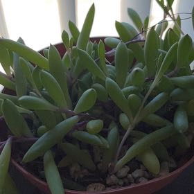 Photo of the plant species Shoreline Sea Purslane by @SelectLichen87 named James Dean on Greg, the plant care app
