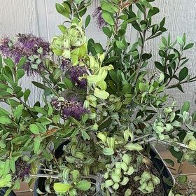 Photo of the plant species New Zealand Hebe by @ProCoccoon34 named Treeyoncé on Greg, the plant care app