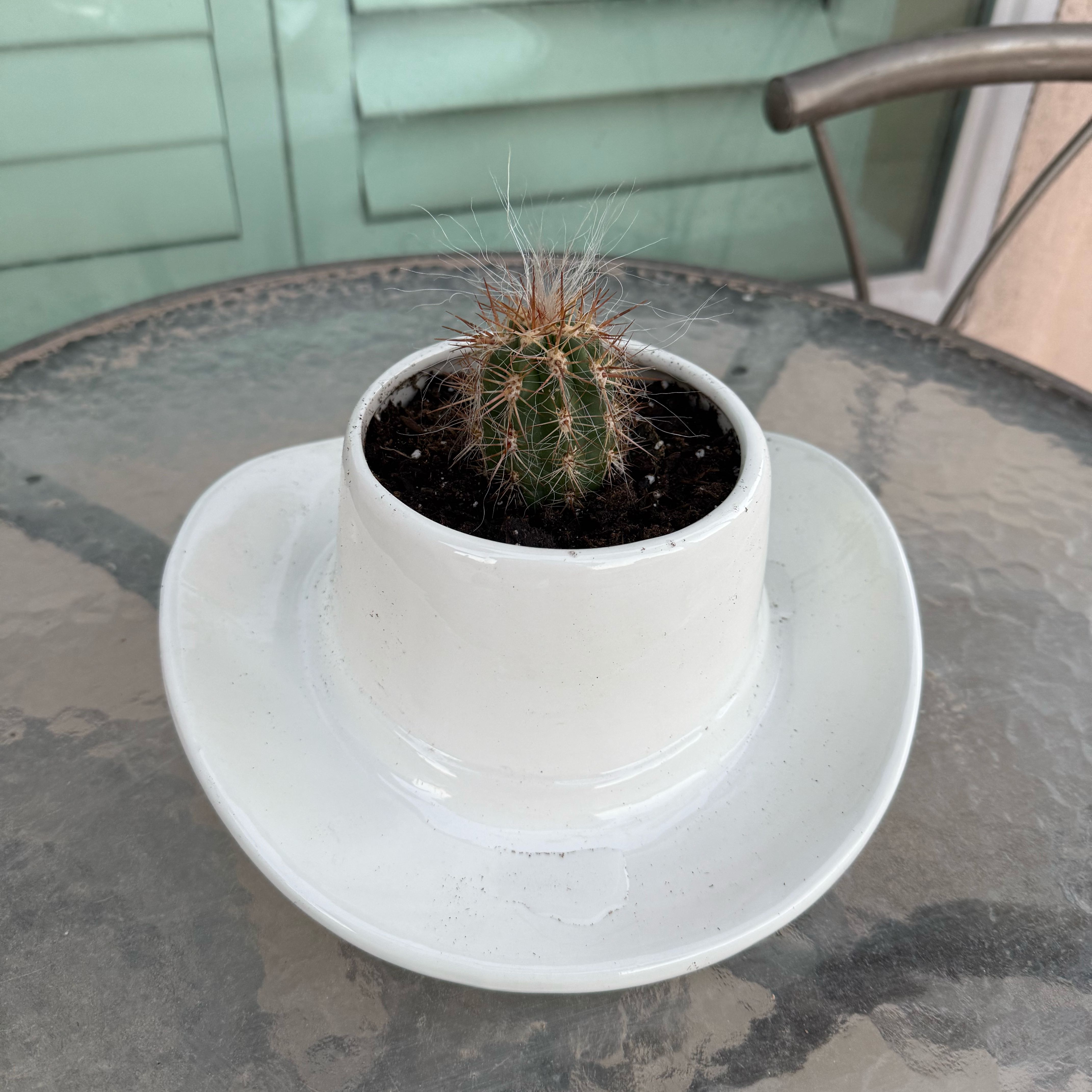 Photo of the plant species Old Man Cactus by @monicabucks named Maya on Greg, the plant care app