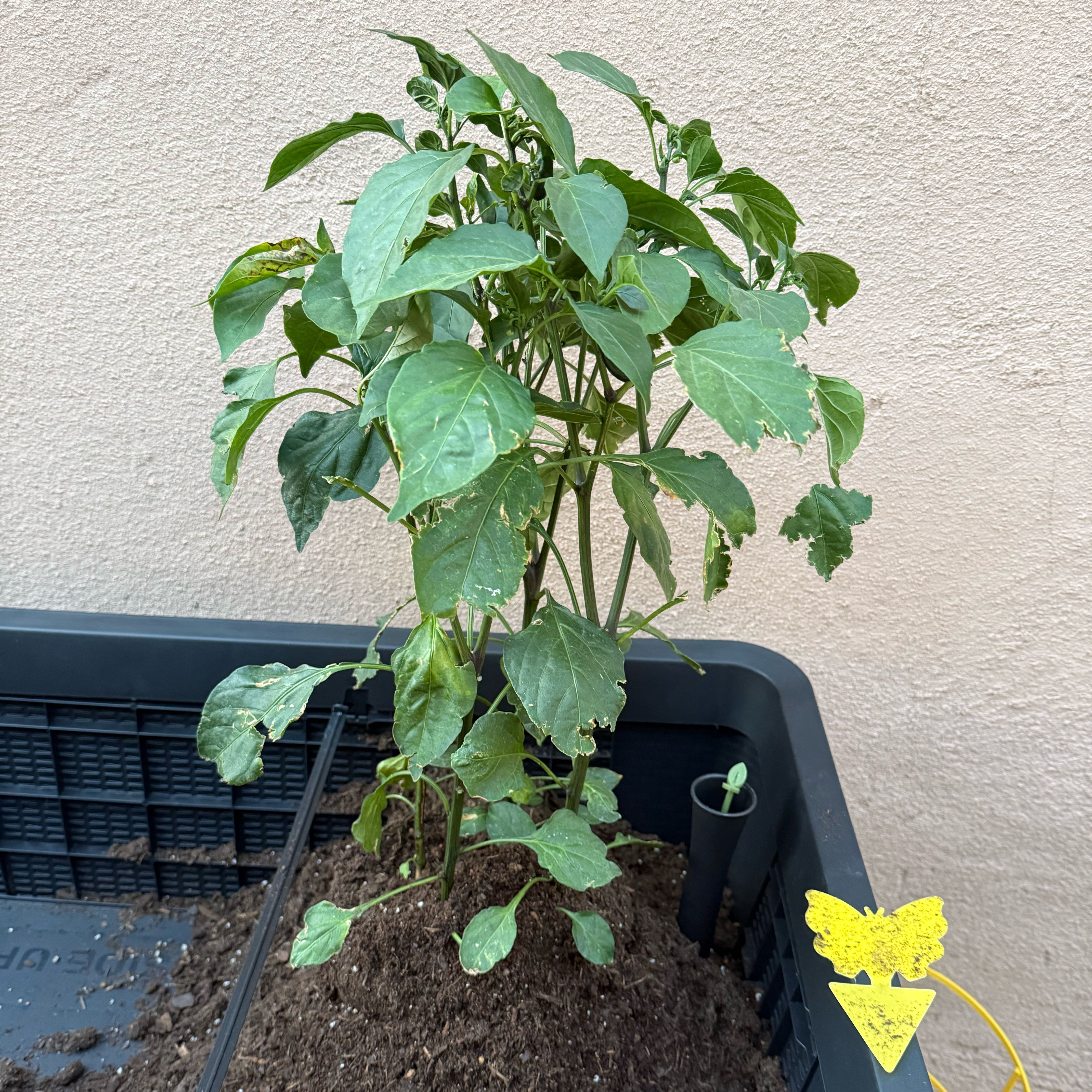 Photo of the plant species Jumbo Jalapeno by @monicabucks named Mollie on Greg, the plant care app