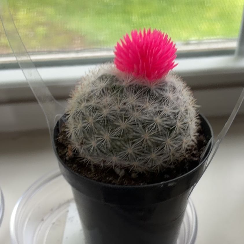 Photo of the plant species Button Cactus by @RealCobnut34 named Peter Parker on Greg, the plant care app