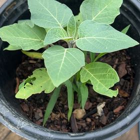 Photo of the plant species Angel's Trumpet by @NewRamsons55 named Xena on Greg, the plant care app