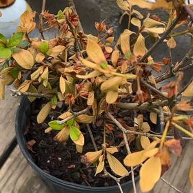 Photo of the plant species Satsuki by @NewRamsons55 named Orlando Bloom on Greg, the plant care app