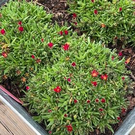 Photo of the plant species Coppery Mesemb by @NewRamsons55 named Coco on Greg, the plant care app