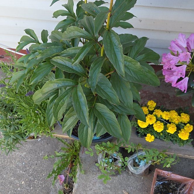Photo of the plant species Chinese Peony by @AcademicFuscia2 named Rihanna on Greg, the plant care app