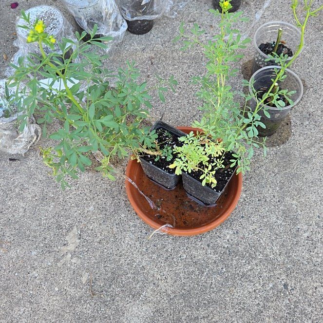 Photo of the plant species Common Rue by @AcademicFuscia2 named Einstein on Greg, the plant care app