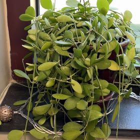Photo of the plant species Dischidia Nummularia by @DeluxeCentro86 named Sahara on Greg, the plant care app