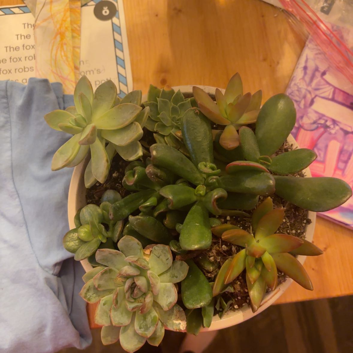 Photo of the plant species Mixed Genus by @Addisonpaige named Da boiis on Greg, the plant care app