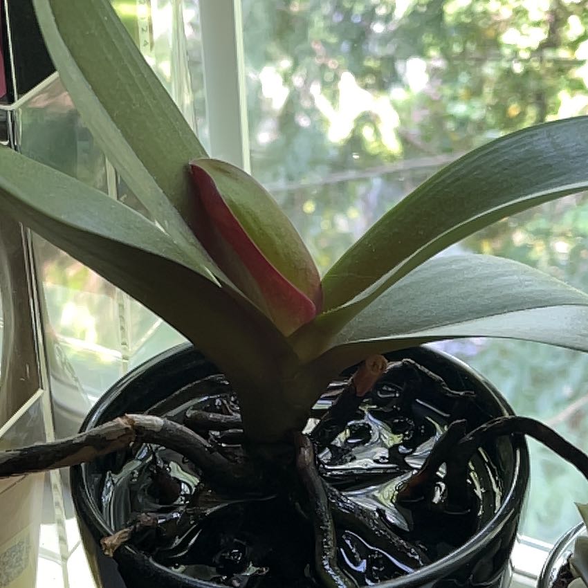 Photo of the plant species Unknown by @Ilikecats named Kenny on Greg, the plant care app