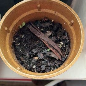 Photo of the plant species Green Finger Lime by @BoldDuwei80 named Gummy bear on Greg, the plant care app