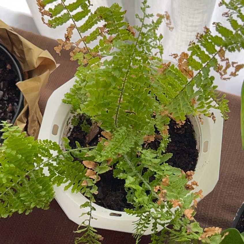 Photo of the plant species Northern Maidenhair Fern by @TopRedpine83 named Orlando Bloom on Greg, the plant care app
