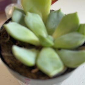 Photo of the plant species Graptoveria Moonglow by @BeefyBabytoes65 named Elina on Greg, the plant care app