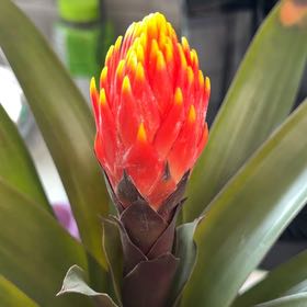 Photo of the plant species Bromeliad by @BeefyBabytoes65 named Stella on Greg, the plant care app