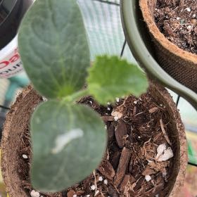 Photo of the plant species Pumpkin by @BeefyBabytoes65 named Nemo on Greg, the plant care app