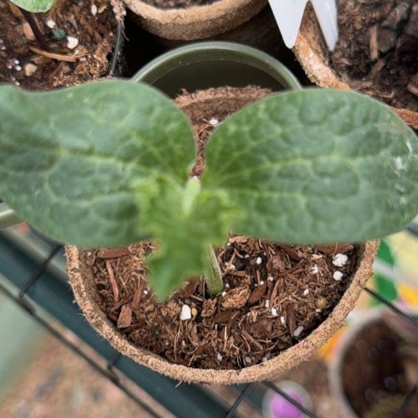 Photo of the plant species Pumpkin by @BeefyBabytoes65 named Eva on Greg, the plant care app