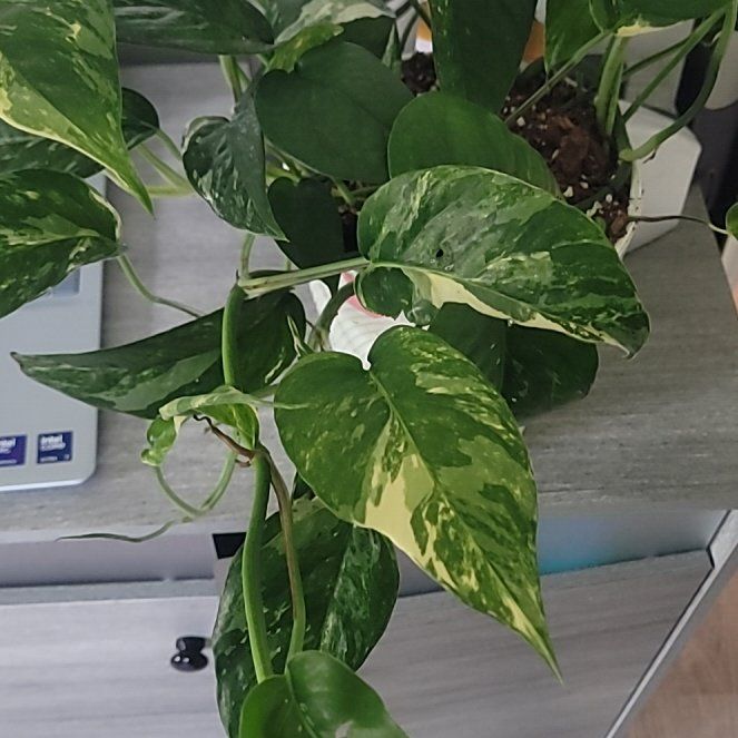 Photo of the plant species Pothos Albo by @PlantMedusa named Albo on Greg, the plant care app
