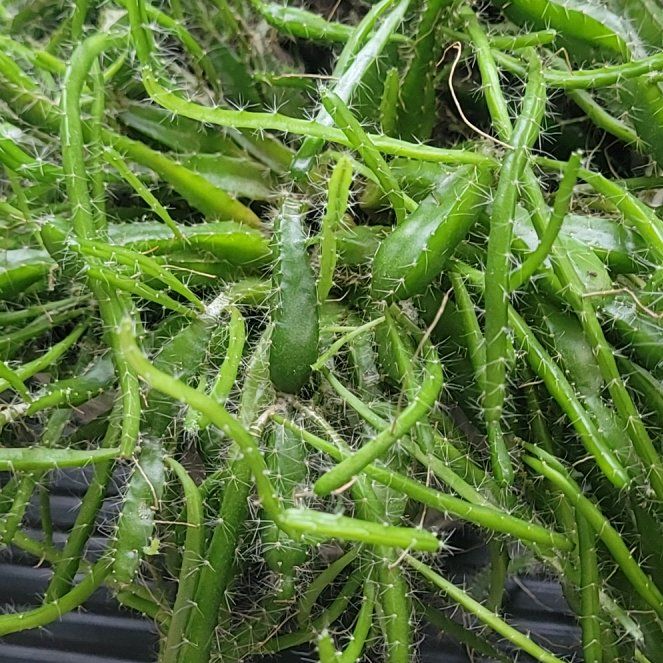 Photo of the plant species dragon fruit by @PlantMedusa named Dragon Fruit on Greg, the plant care app