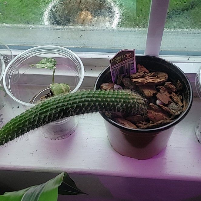 Photo of the plant species Monkey Tail by @PlantMedusa named Nola on Greg, the plant care app