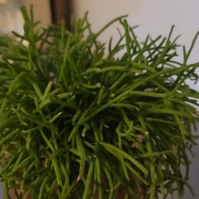 Photo of the plant species Rhipsalis baccifera by @PlantMedusa named Afro on Greg, the plant care app