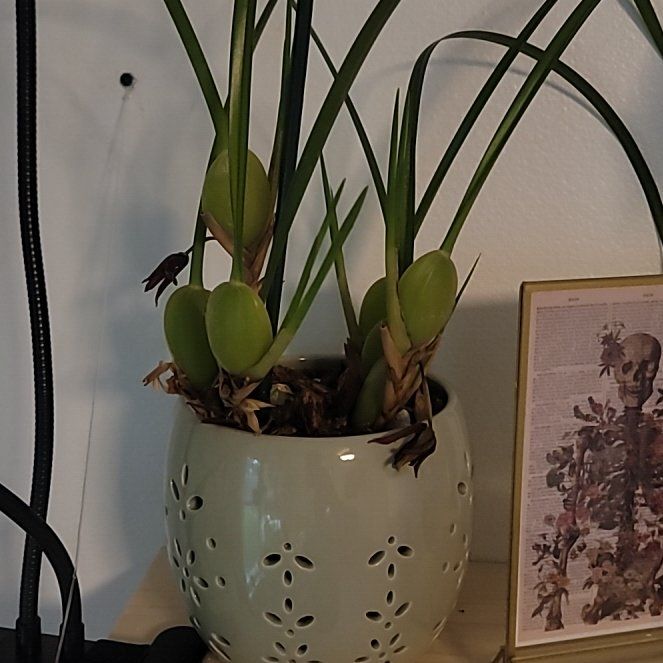 Photo of the plant species Coconut Orchid by @PlantMedusa named Coconut 🥥 on Greg, the plant care app