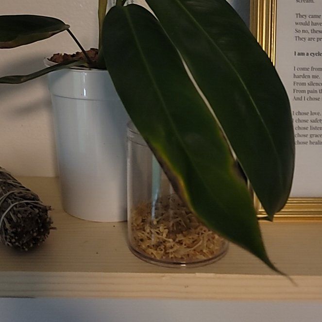 Photo of the plant species Philodendron patriciae by @PlantMedusa named HiLo on Greg, the plant care app