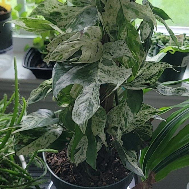 Photo of the plant species Marble Epipremnum Pinnatum by @PlantMedusa named Curie on Greg, the plant care app