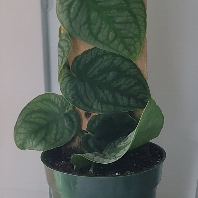 Photo of the plant species Shingle Plant by @PlantMedusa named Cleopatra on Greg, the plant care app