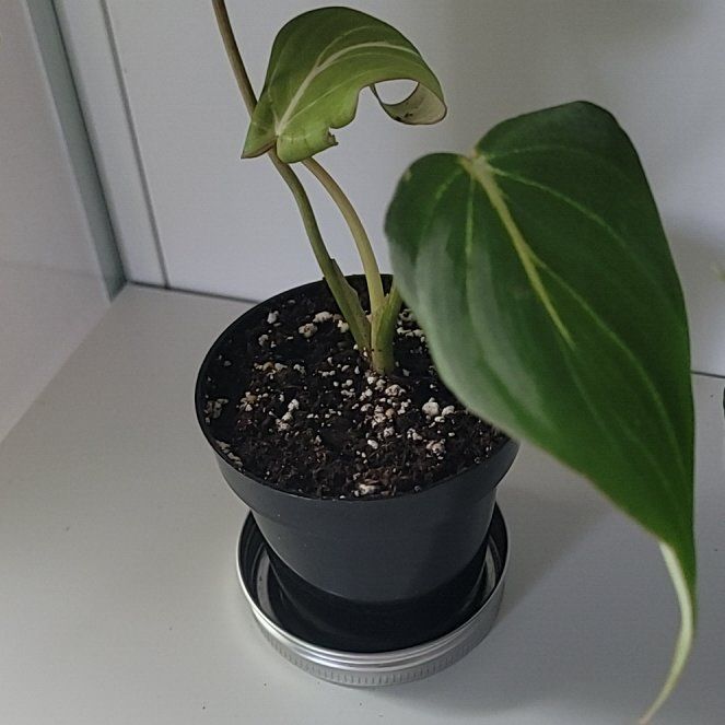 Photo of the plant species Philodendron 'Glorius' by @PlantMedusa named Gaga on Greg, the plant care app