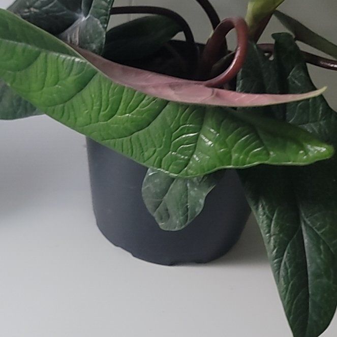 Photo of the plant species Red Scalprum by @PlantMedusa named Terra on Greg, the plant care app