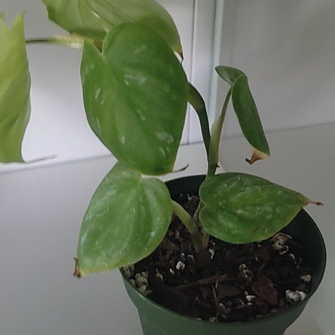 Photo of the plant species Philodendron mamei by @PlantMedusa named MeeMaw Pokémon Scooby-Doo on Greg, the plant care app