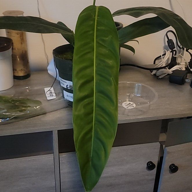 Photo of the plant species Philodendron patriciae by @PlantMedusa named Big Pat on Greg, the plant care app