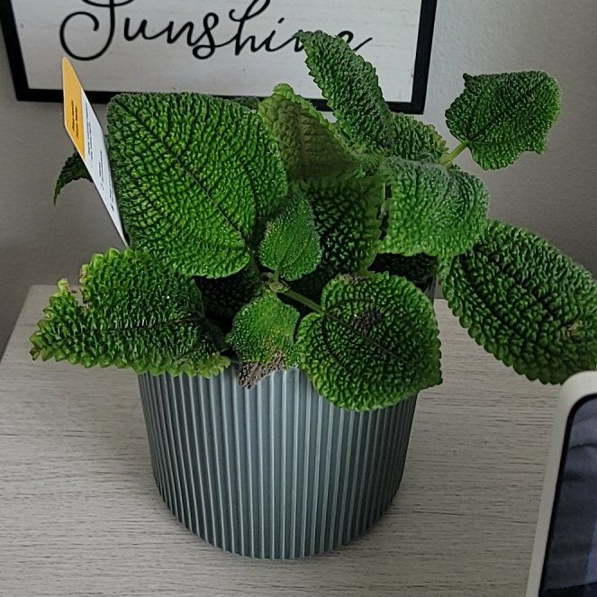 Photo of the plant species Pilea 'Moon Valley' by @PlantMedusa named Sailor Moon on Greg, the plant care app