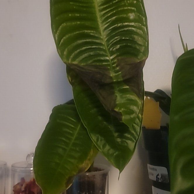Photo of the plant species Anthurium veitchii by @PlantMedusa named Va-yet-chee on Greg, the plant care app