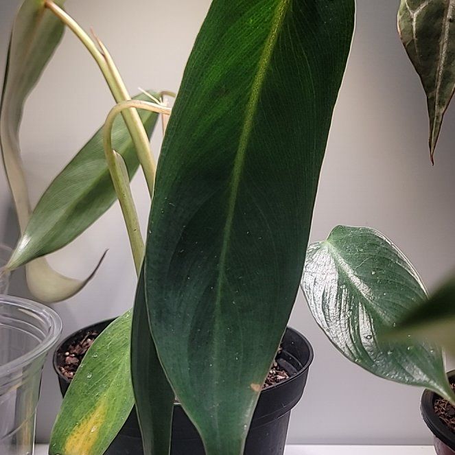 Photo of the plant species Philodendron Spiritus Sancti by @PlantMedusa named Sancti on Greg, the plant care app