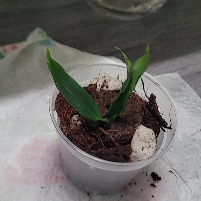 Photo of the plant species Skeleton Key Plant by @PlantMedusa named Skeleton Key on Greg, the plant care app