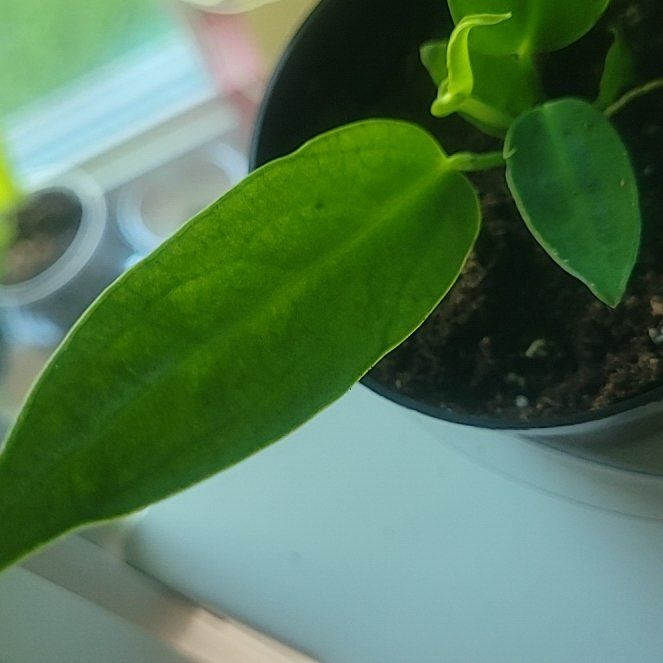 Photo of the plant species Anthurium warocqueanum by @PlantMedusa named AntWar on Greg, the plant care app